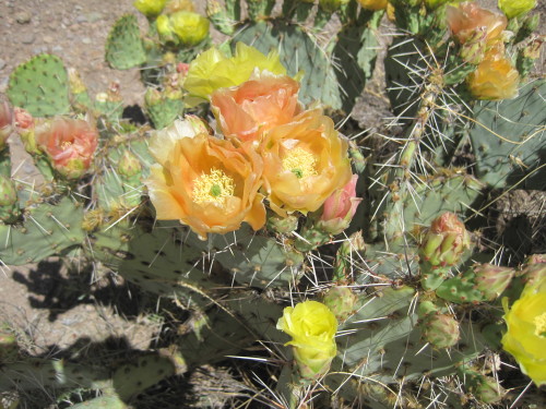 A prickly pear cactus in bloom